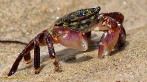 Striped Shore Crab (Pachygrapsus ...