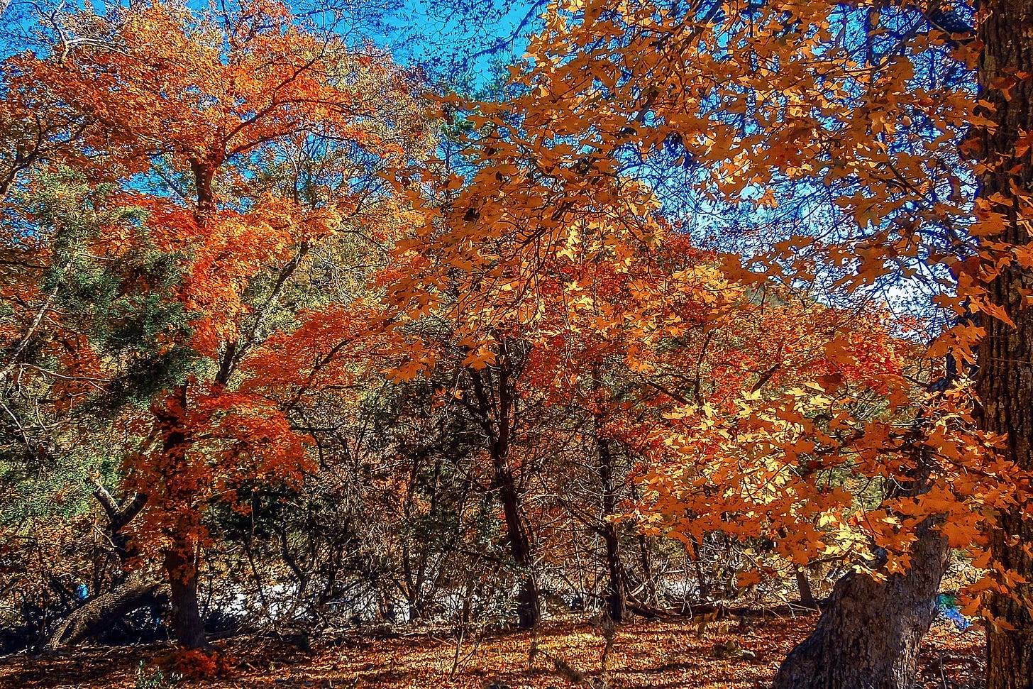 Orange and red bigtooth maples in fall at Lost Maples State Natural Area, Texas