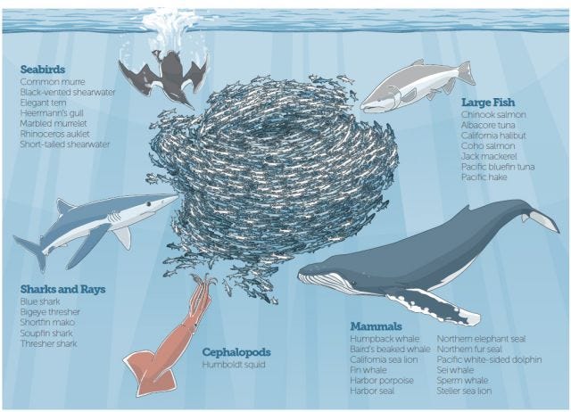 So much depends on a small silver fish So much depends on a small silver fish