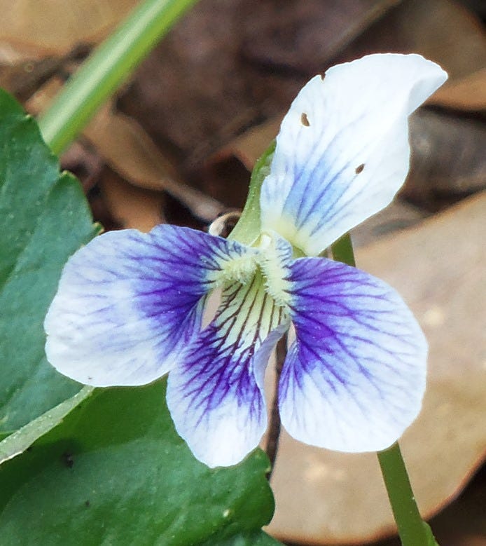 White "Confederate" violets