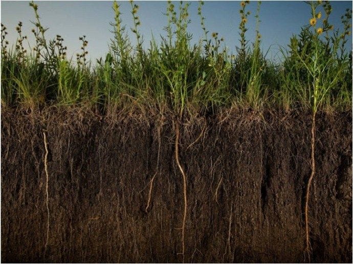 grass.jpg
