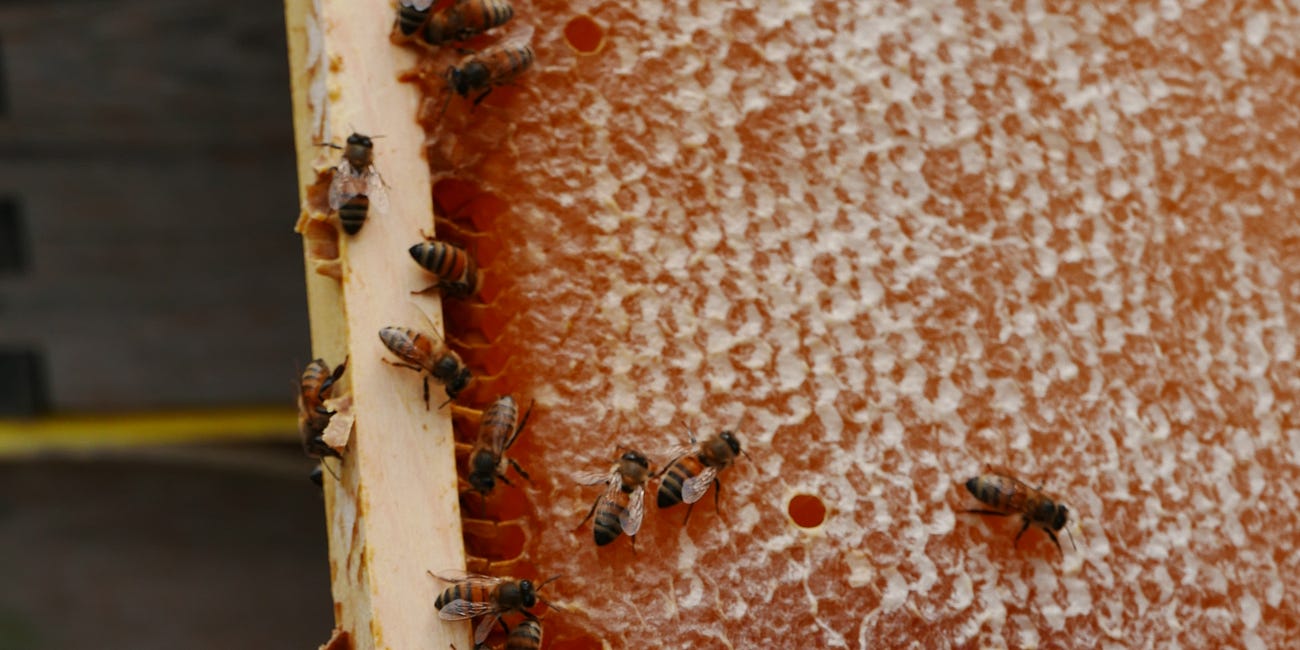 🐝 A Deep Dive and How-To on HoneyBees