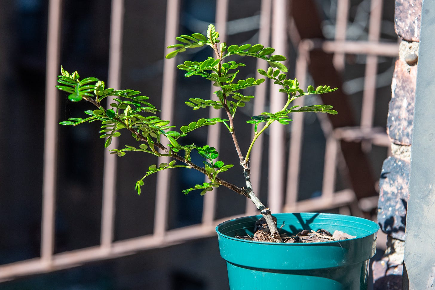 ID: Zanthoxylum beecheyanum bonsai