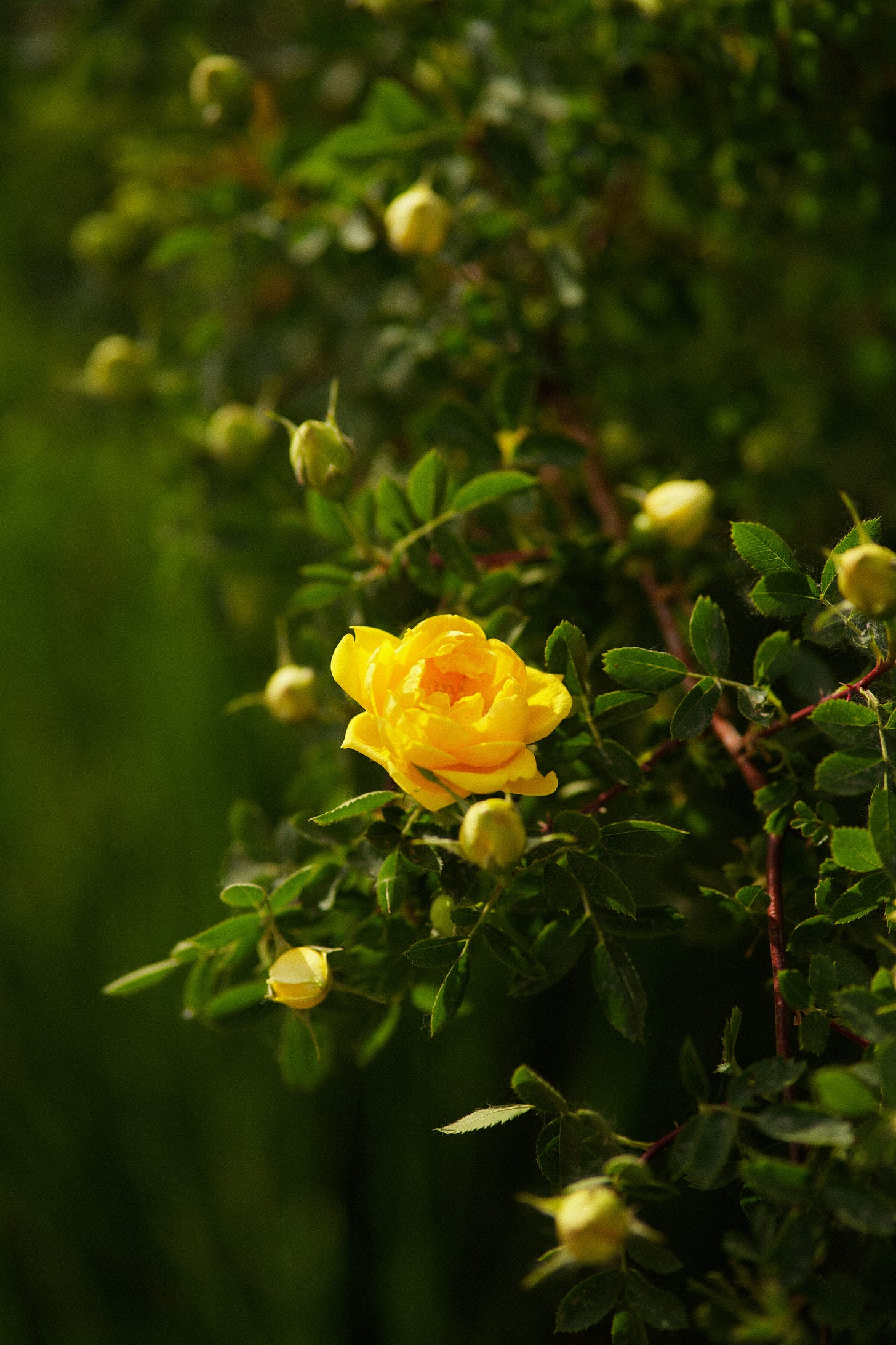 late autumn rose bush with yellow bloom