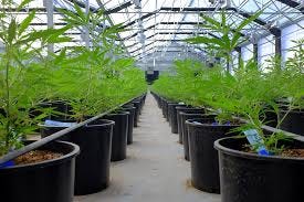 Canadian Pot Firm Sundial Growers Follows Tilray's Path With IPO - Bloomberg