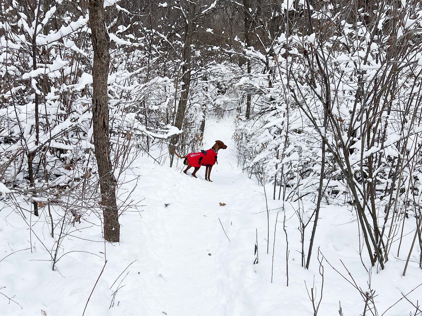 Lief, the one-eyed Visla, enjoys the snowy landscape as he gets some fresh air in his red coat. 