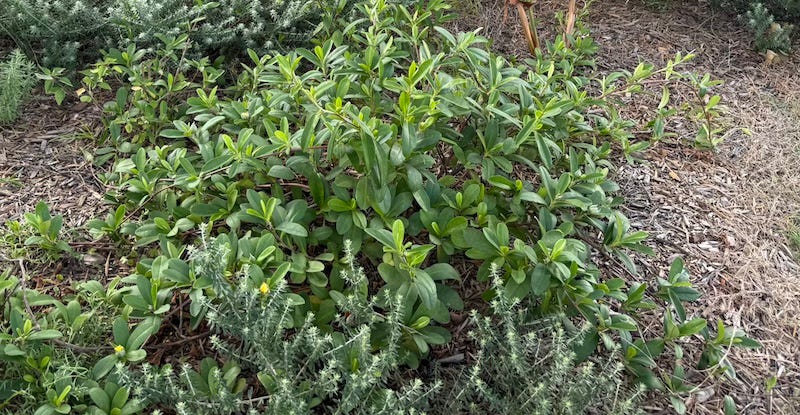 photo of sprawling Hibbertia scandens plant on verge