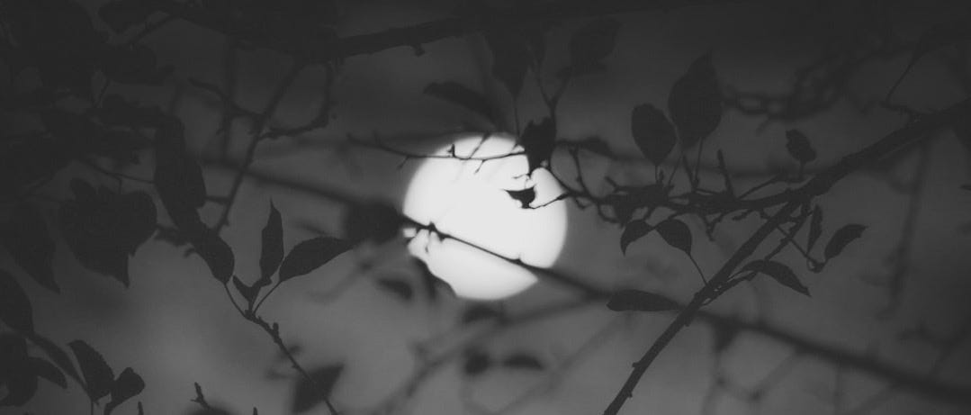 green leaf plant during daytime green leaf plant during daytime