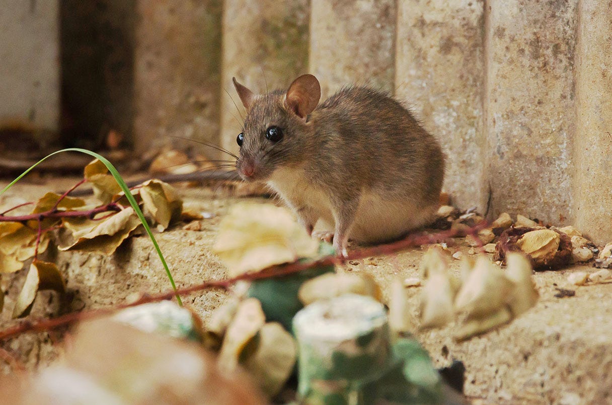 Cute small mouse with big eyes found in the backyard in Adelaide, South Australia