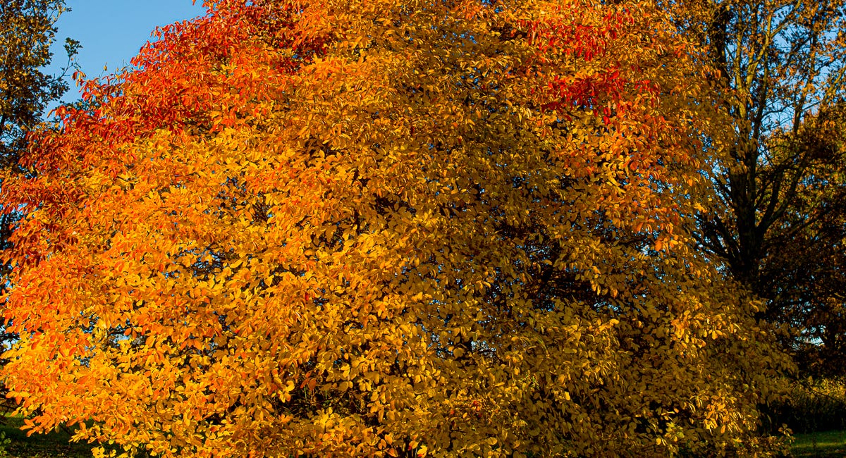 Autumn Trees Omnibus - by Tom Kimmerer - Our Trees