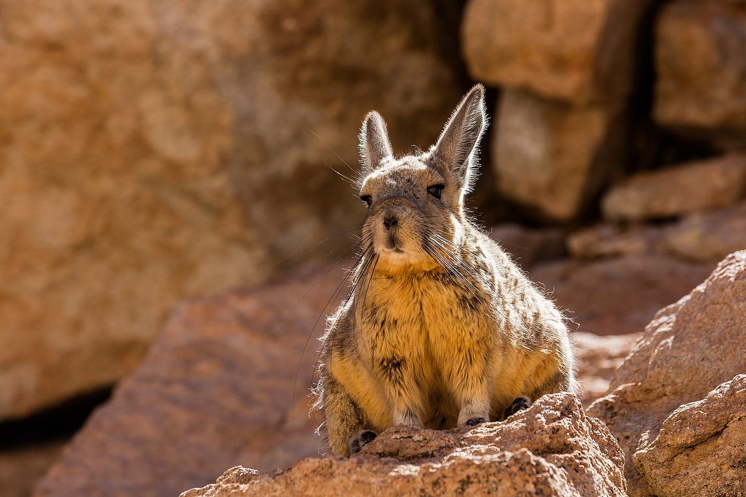File:Vizcacha de la Sierra (Lagidium viscacia), Desierto de Siloli, Bolivia, 2016-02-03, DD 33 ...