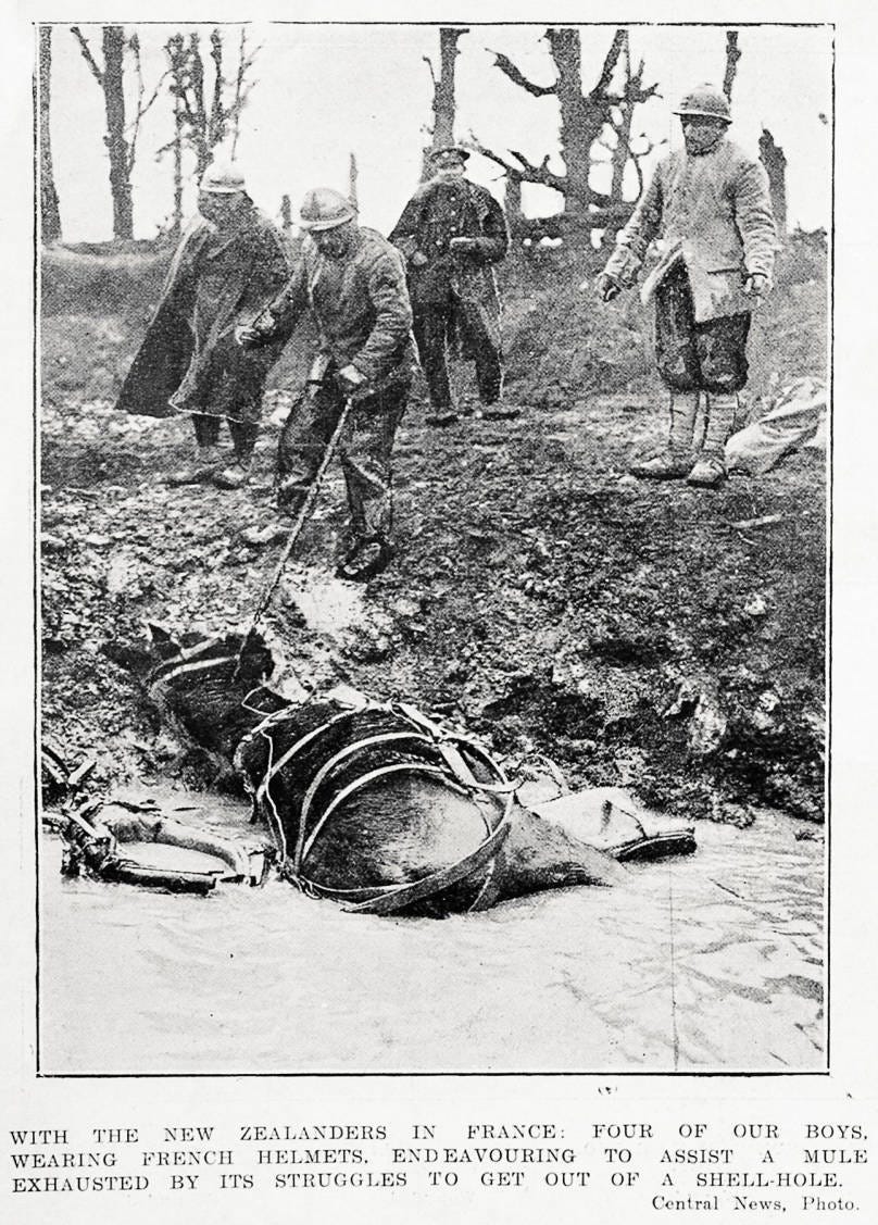 With the New Zealanders in France: four of our boys, wearing French helmets, endeavouring to assist a mule exhausted by its struggles to get out of a shell-hole With the New Zealanders in France: four of our boys, wearing French helmets, endeavouring to assist a mule exhausted by its struggles to get out of a shell-hole