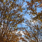All of Washington, DC's November 2021 Weather