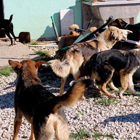 Stray Dogs in Bosnia and Herzegovina.