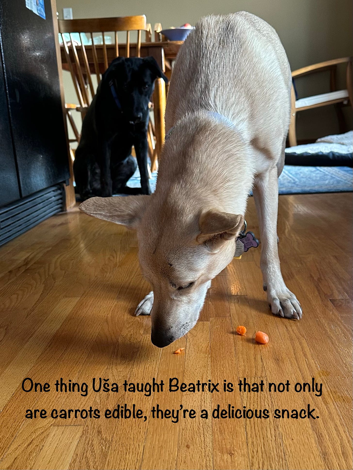 A medium blonde dog eats carrot off a wood kitchen floor while a medium black dog watches from the background.
