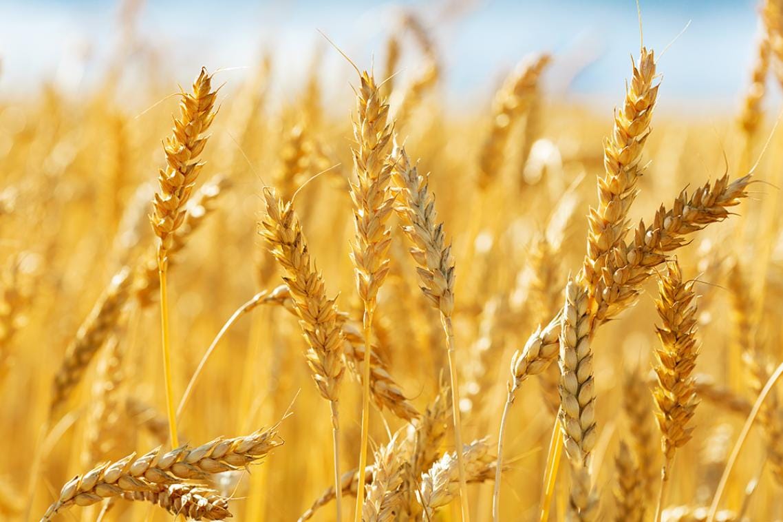 An integrated vision for predicting crop success - News - The University of Queensland An integrated vision for predicting crop success - News - The University of Queensland