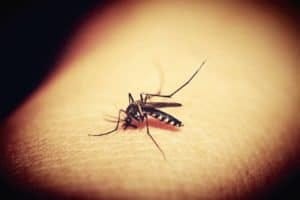 Mosquito