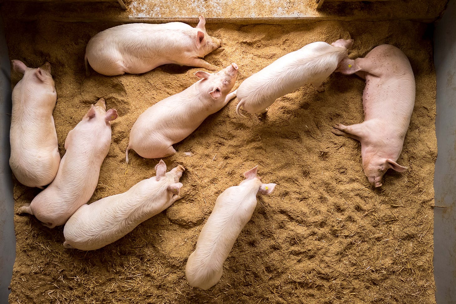 Mehrere junge Schweine liegen und ruhen auf einer dicken Einstreu aus Stroh oder Sägemehl in einem hellen Stall, fotografiert von oben; die Tiere sind locker verteilt und zeigen entspanntes Liegeverhalten.