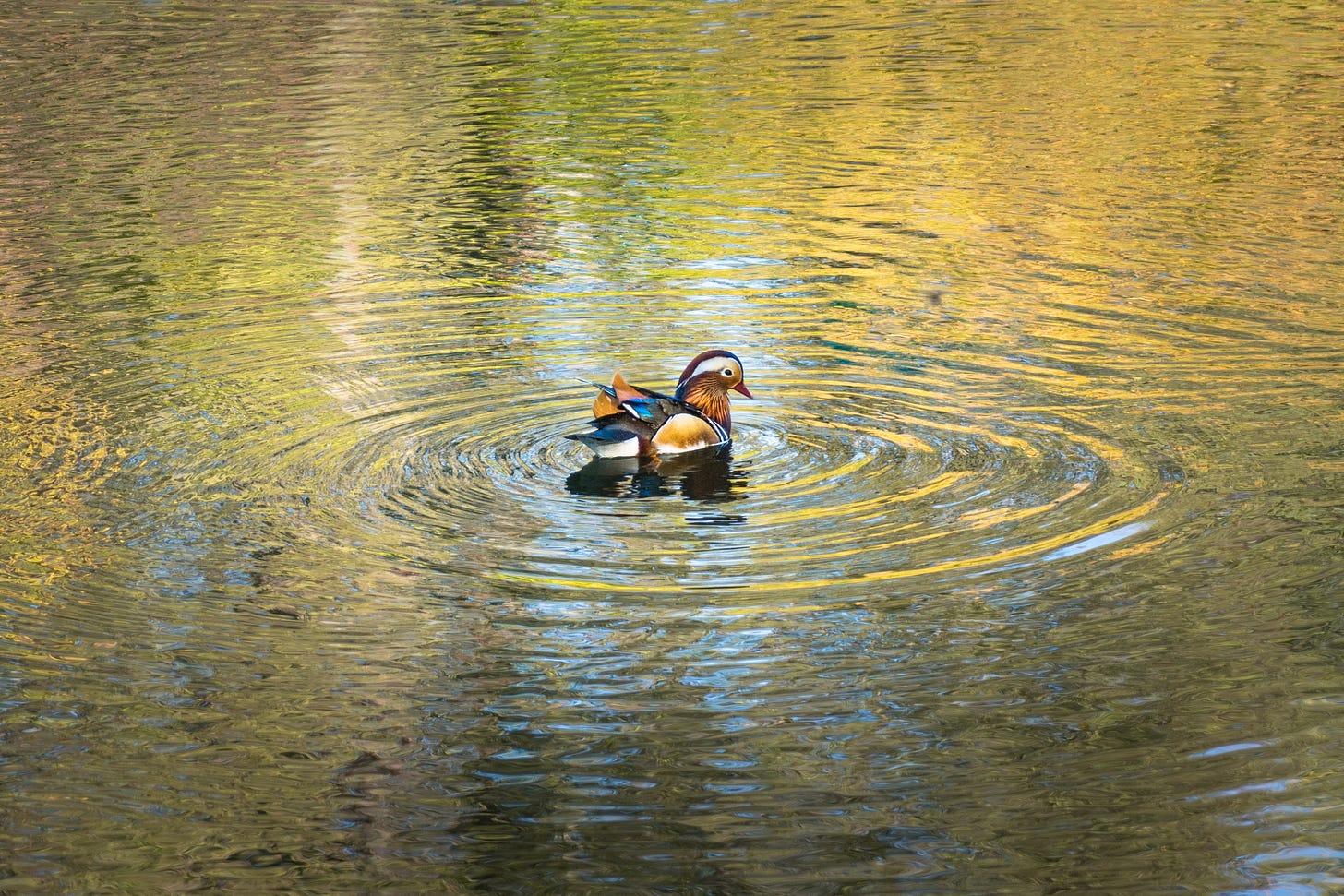 A mallard duck floats on a river at sunrise, its green and gold plumage reflecting the warm hues of the water. The sun’s light melts into the ripples, creating a surreal, dreamlike scene. A moment of quiet beauty, impossible to recreate. A mallard duck floats on a river at sunrise, its green and gold plumage reflecting the warm hues of the water. The sun’s light melts into the ripples, creating a surreal, dreamlike scene. A moment of quiet beauty, impossible to recreate.