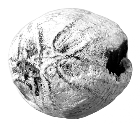 Fossilised sea urchin, ouroboros