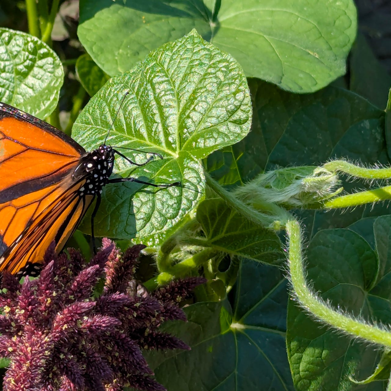 Songs for The Unadapted Ones