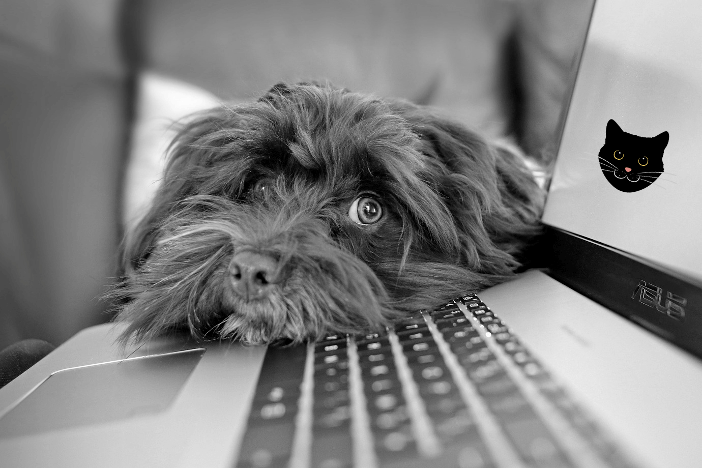 Image of laptop computer, a dog and a cat face Image of laptop computer, a dog and a cat face