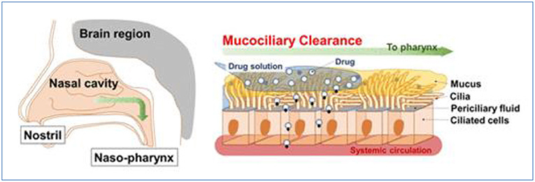 Illustration of intranasal drug delivery