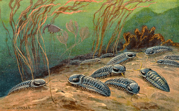 Trilobites... So Many Trilobites… - Darwin's Door