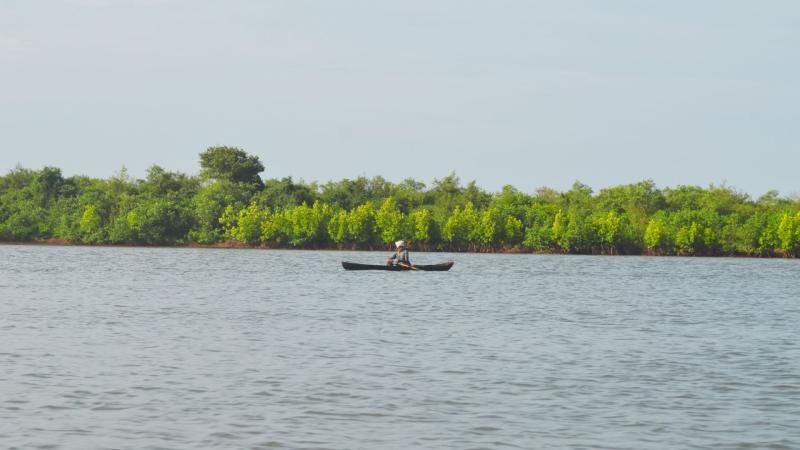 கடலோர சதுப்புநிலங்கள்