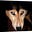 Huskydog's avatar