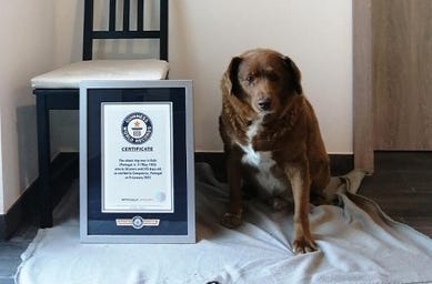 Bobi (dog) - Wikipedia