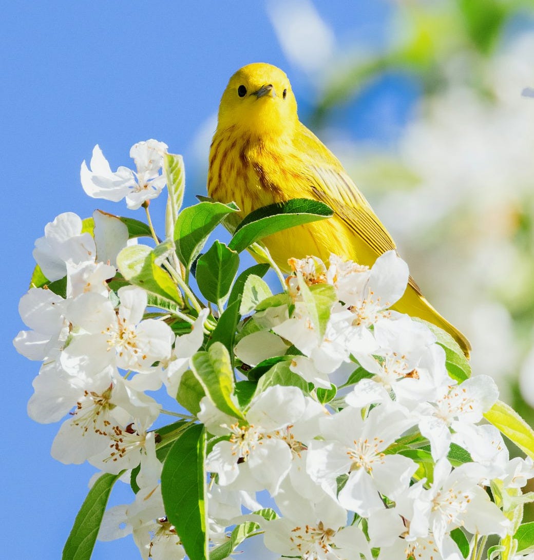 yellow bird perched on white flower yellow bird perched on white flower