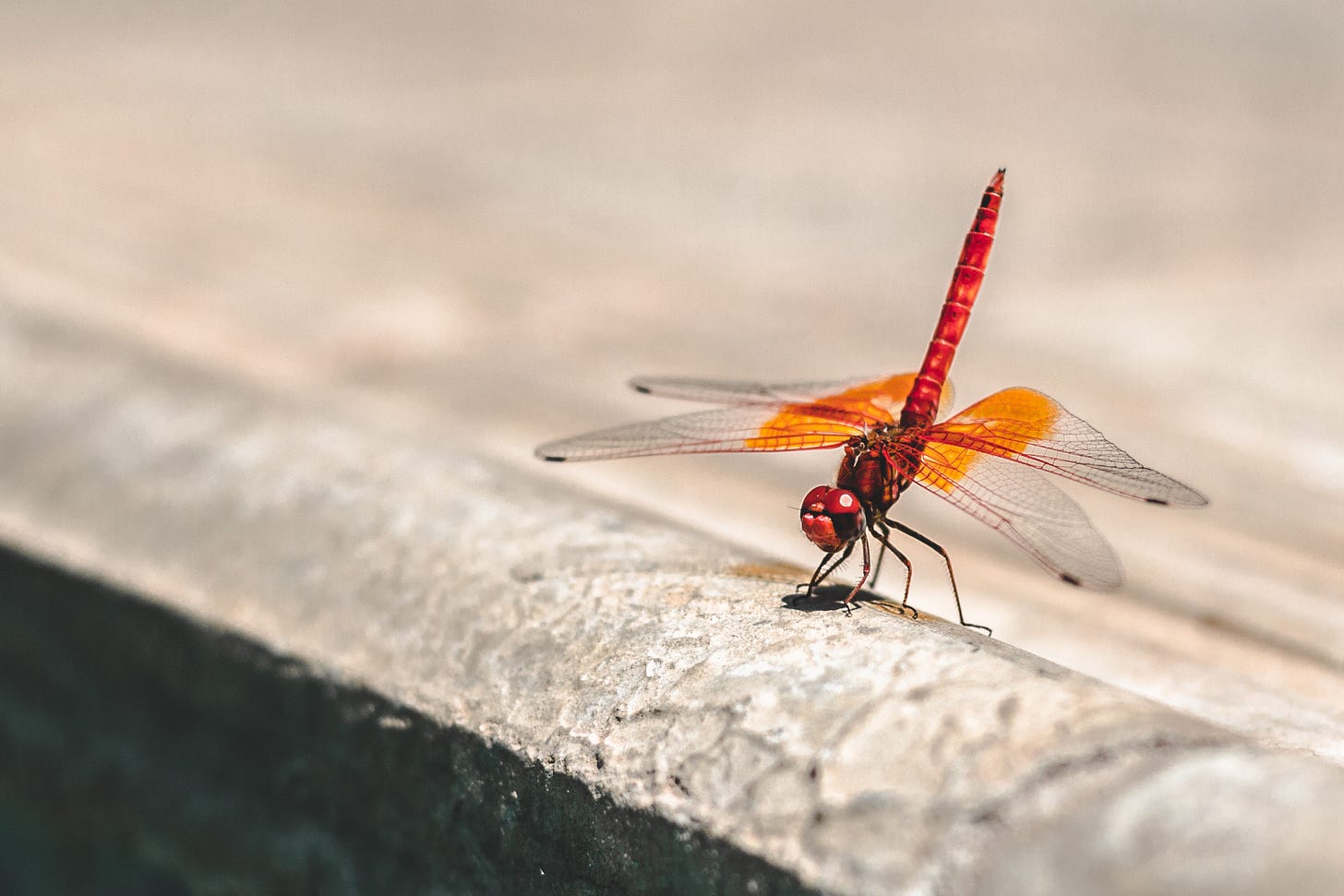 dragonfly dragonfly