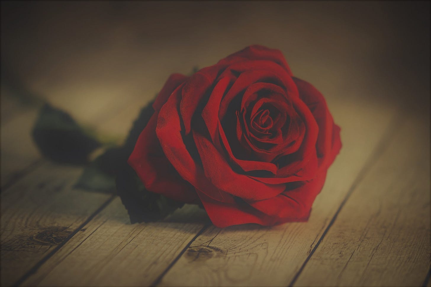 Rose on stage