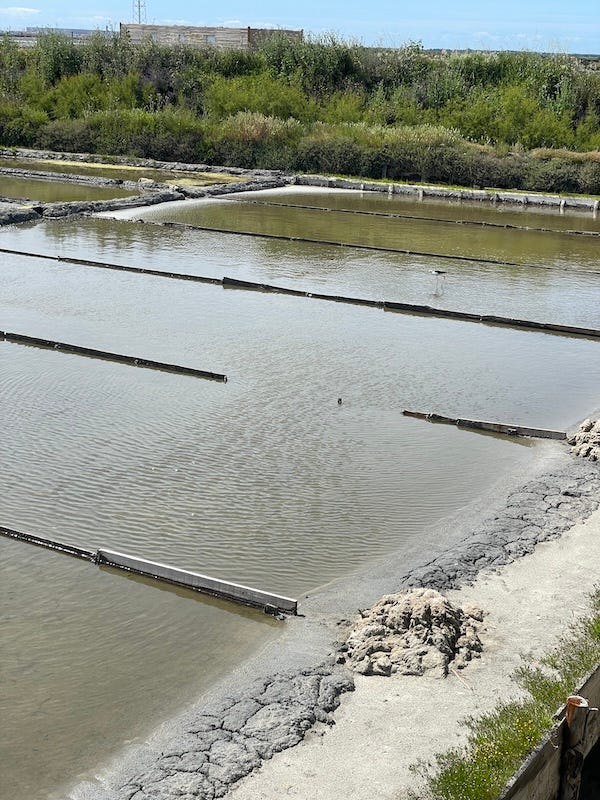 Rippling shallow water of saltpans with a bird