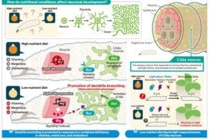The muscle-neuron signaling regulates dendrite branching in response to nutrient deficiency