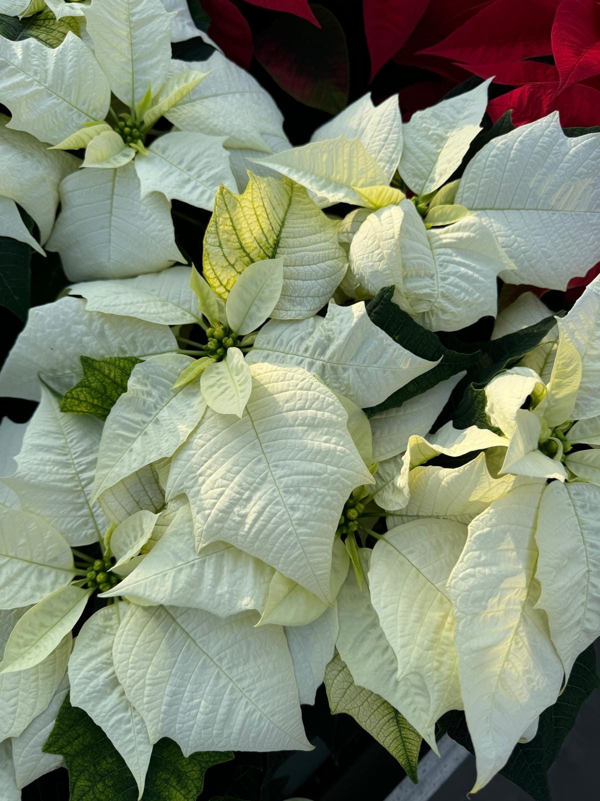 7 picks from Lazzeri's Poinsettias - by Mr Plant Geek