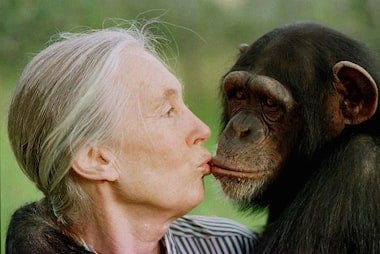 Morre Jane Goodall, renomada pesquisadora de chimpanzés e da defesa  ambiental - Estadão
