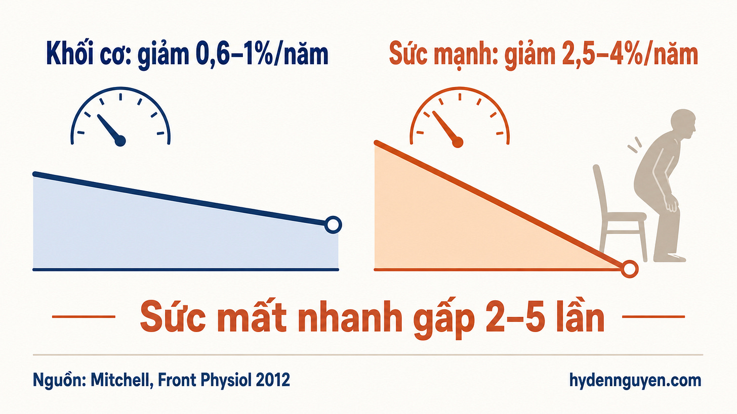 Infographic có hai đường dốc cho thấy sau tuổi 75, khối cơ giảm khoảng 0,6–1% mỗi năm còn sức mạnh giảm 2,5–4% mỗi năm; sức mạnh mất nhanh gấp hai đến năm lần, theo Mitchell năm 2012. Infographic có hai đường dốc cho thấy sau tuổi 75, khối cơ giảm khoảng 0,6–1% mỗi năm còn sức mạnh giảm 2,5–4% mỗi năm; sức mạnh mất nhanh gấp hai đến năm lần, theo Mitchell năm 2012.