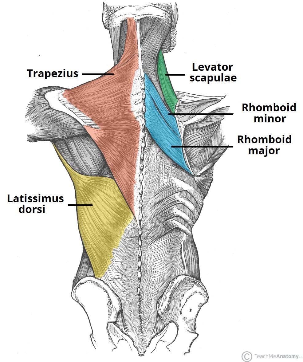 Rhomboid Major - Attachments - Actions - Blood Supply Rhomboid Major - Attachments - Actions - Blood Supply
