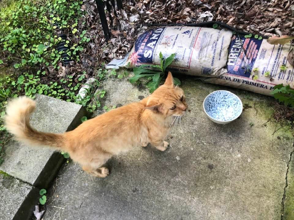 May be an image of cat