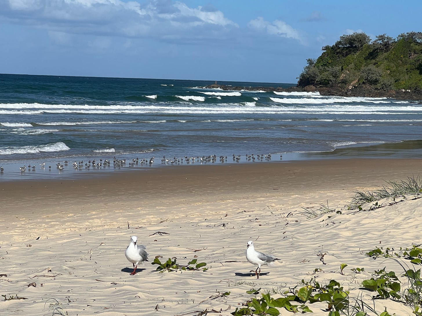 Two seagulls sit on the beach, hopefully waiting for a chip.
