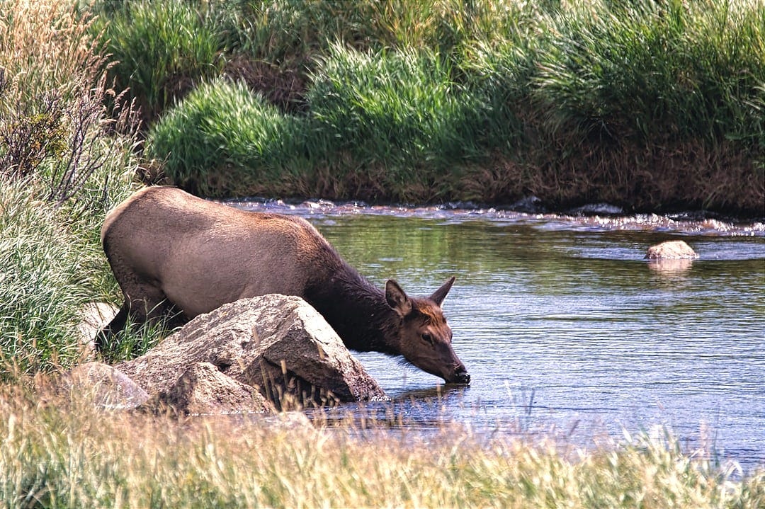 brown animal near river