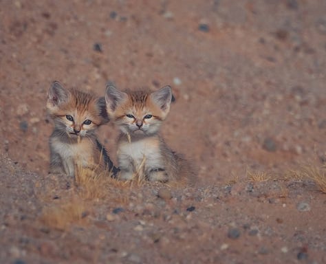 Desert cat and her kittens emerging from their den