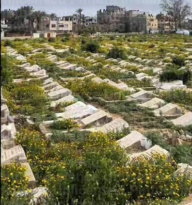 Visit to Blooming Graves in Gaza | TikTok