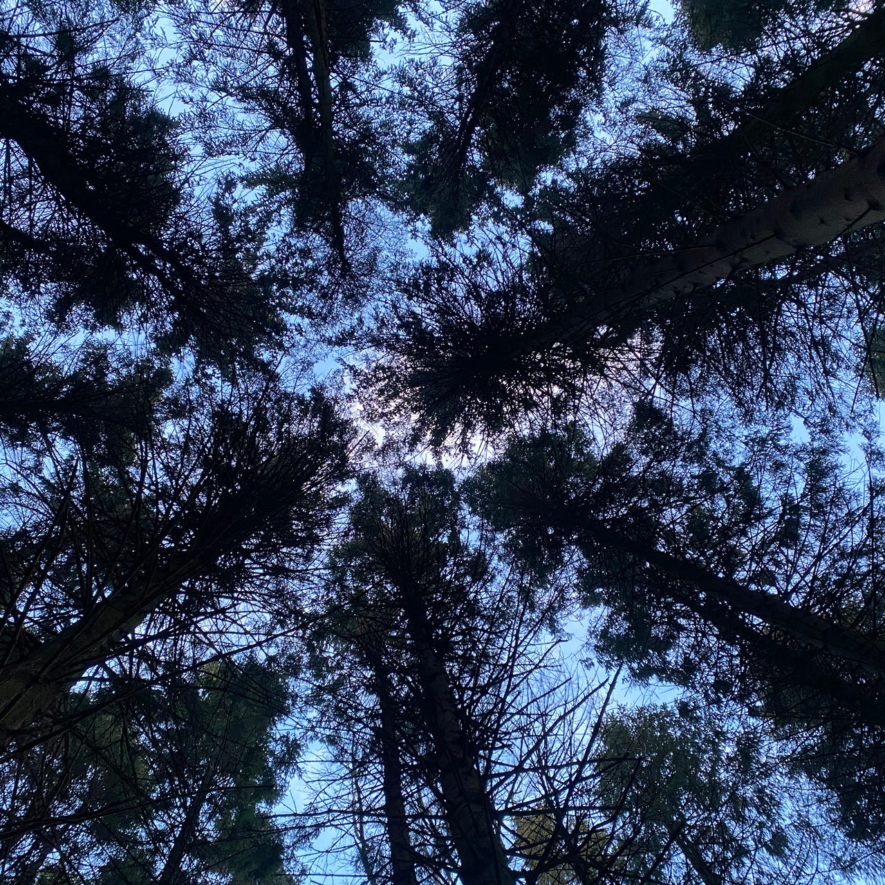 Harrison’s Substack