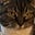 KittyMom's avatar