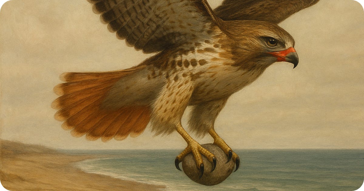 A realistic, painterly image of a red-tailed hawk soaring over a barren coastal landscape. The hawk’s wings are outstretched in mid-flight, its beak bound tightly with red cloth. In its talons, it clutches a smooth gray stone. Below, the shoreline is cracked and dry, leading to distant, still ocean waters under a muted, hazy sky. The scene evokes silence, restraint, and quiet protest.