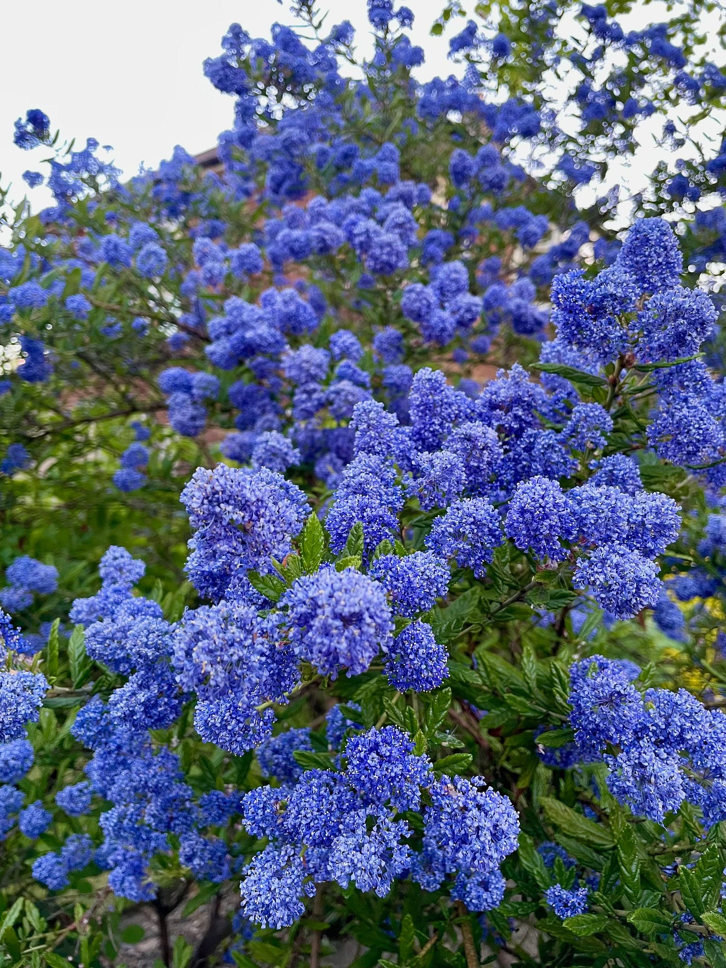 Photo taken outside of a plant with lots of vibrant blue flower on it against a early morning, blue sky. Photo taken outside of a plant with lots of vibrant blue flower on it against a early morning, blue sky.