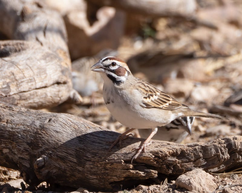 20250418-AshCanyon-141-Edit.jpg 20250418-AshCanyon-141-Edit.jpg